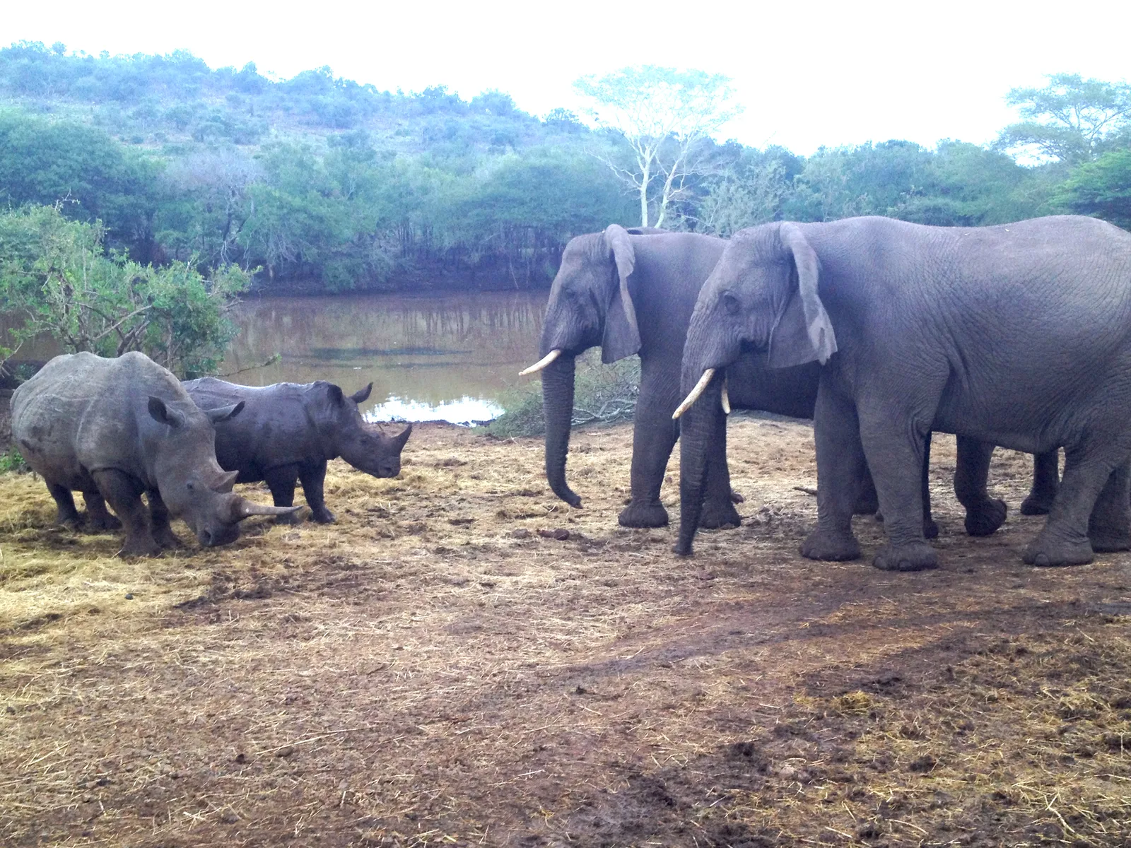 A close group of elephants photographed on safari