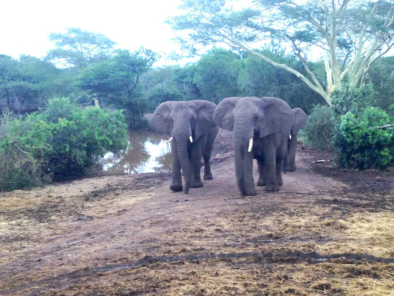 A small herd of elephants on a South African safari