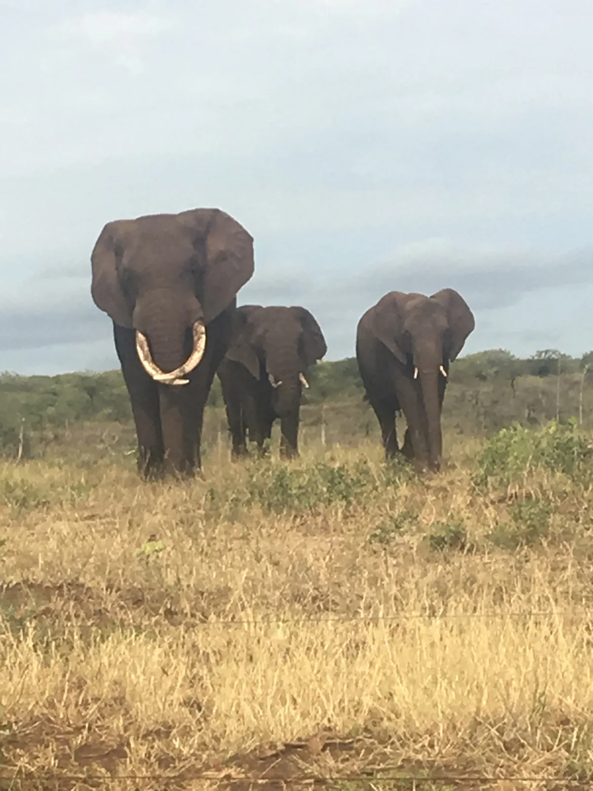 Elephants walking together in the bush